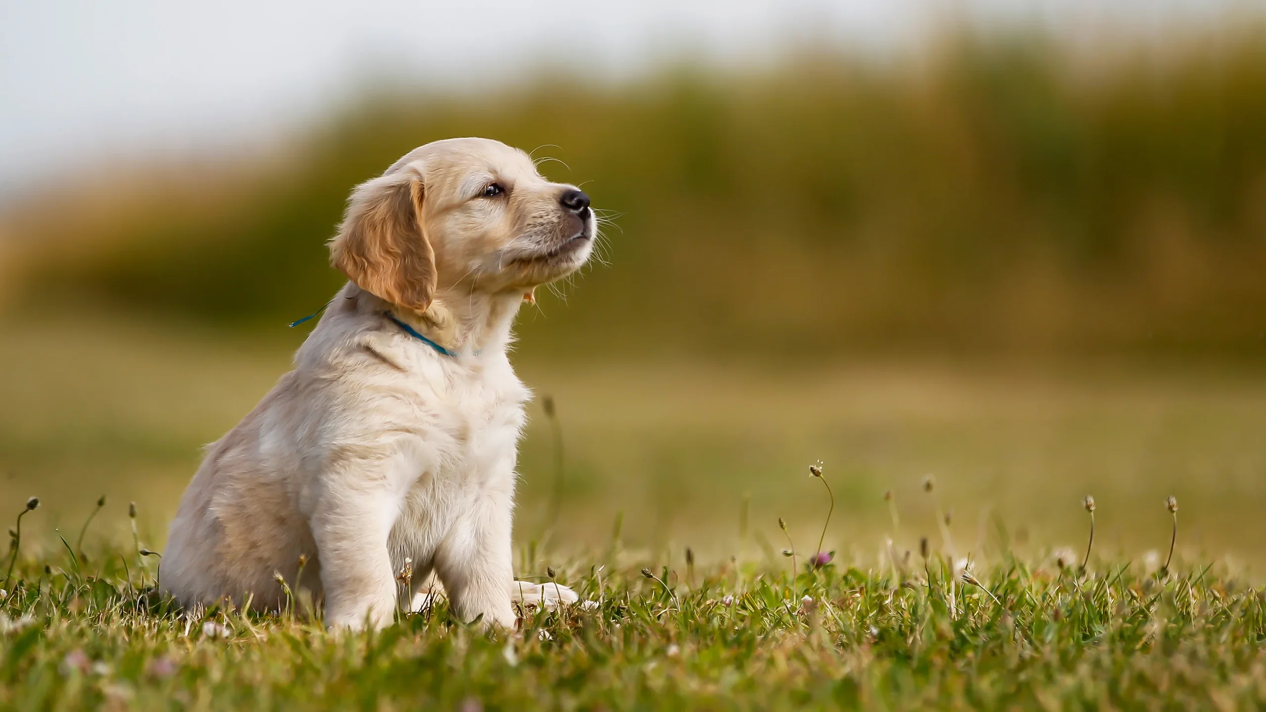 Caring Dog